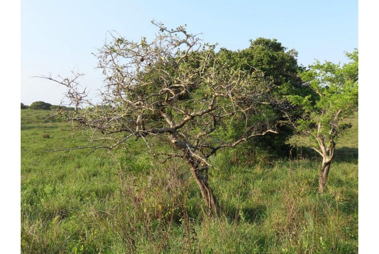 Strychnos madagascariensis -20130