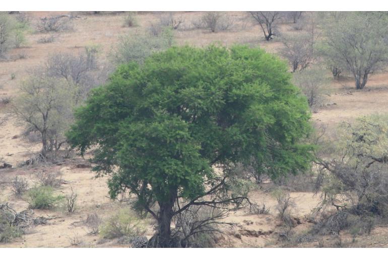 Vachellia robusta ssp clavigera -20136