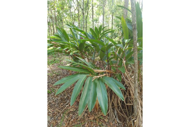 Alpinia caerulea -20139