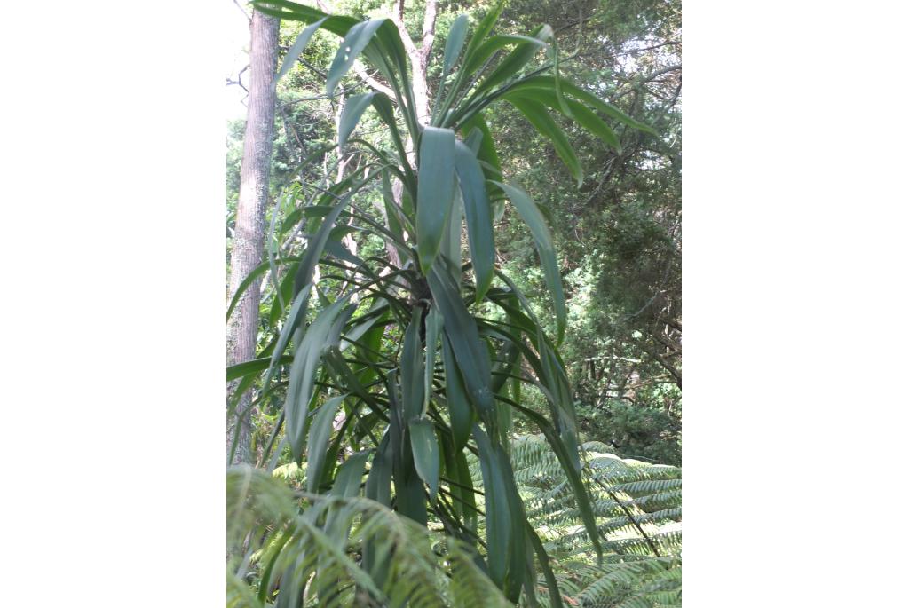 Rood cordyline