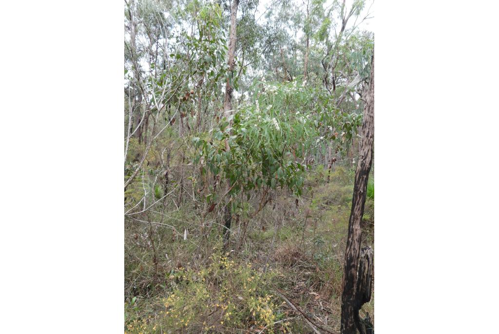 Bentham's hakea