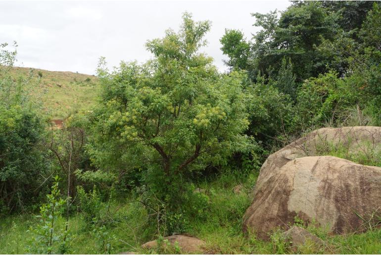 Heteromorpha arborescens var abyssinica -20145