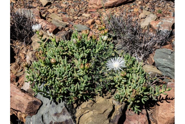 Mesembryanthemum tetragonum -20149