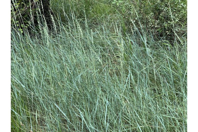 Elymus smithii -20164