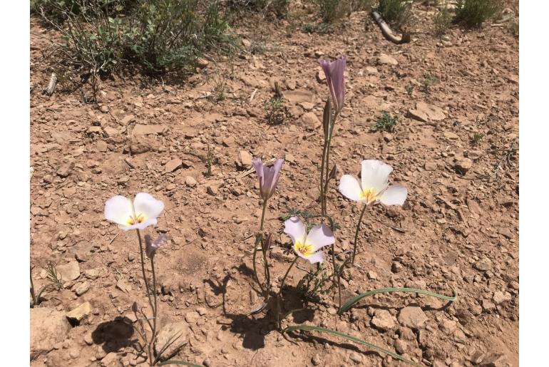 Calochortus flexuosus -20166