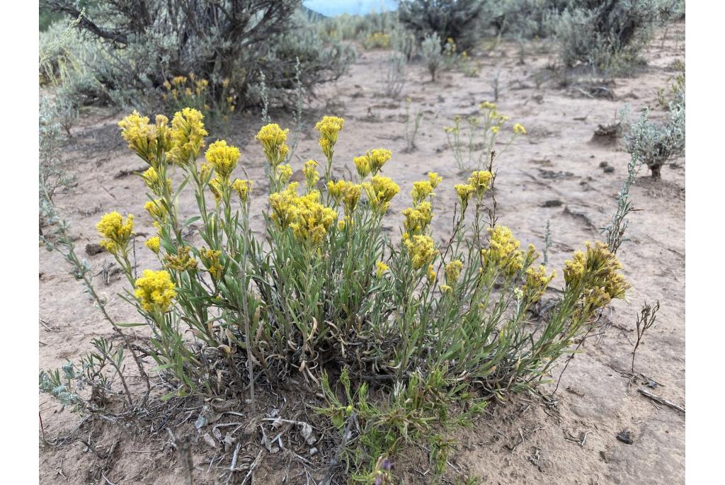 Vasey's Chrysothamnus