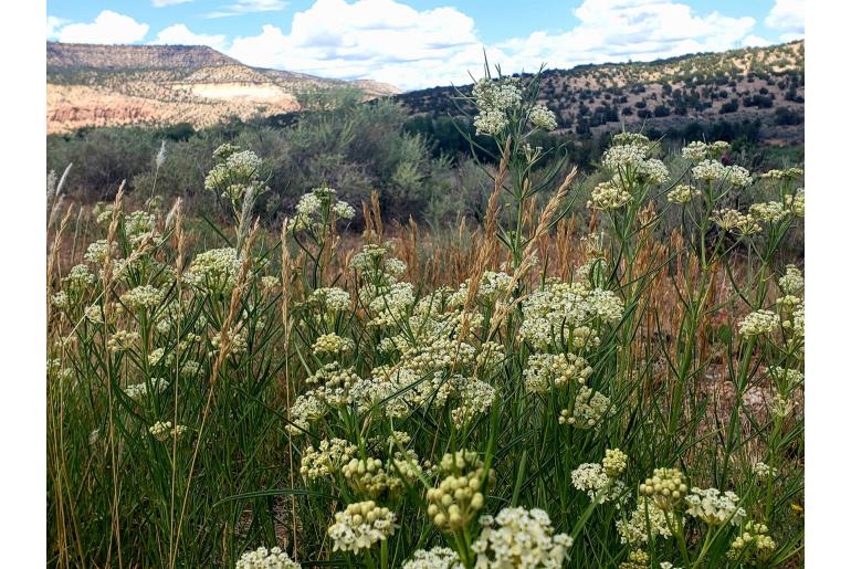 Asclepias subverticillata -20171