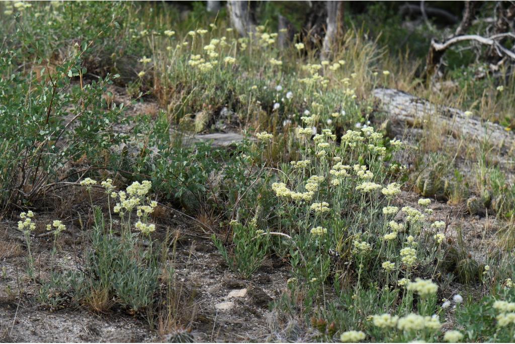 Pastinaak-bloem wild boekweit