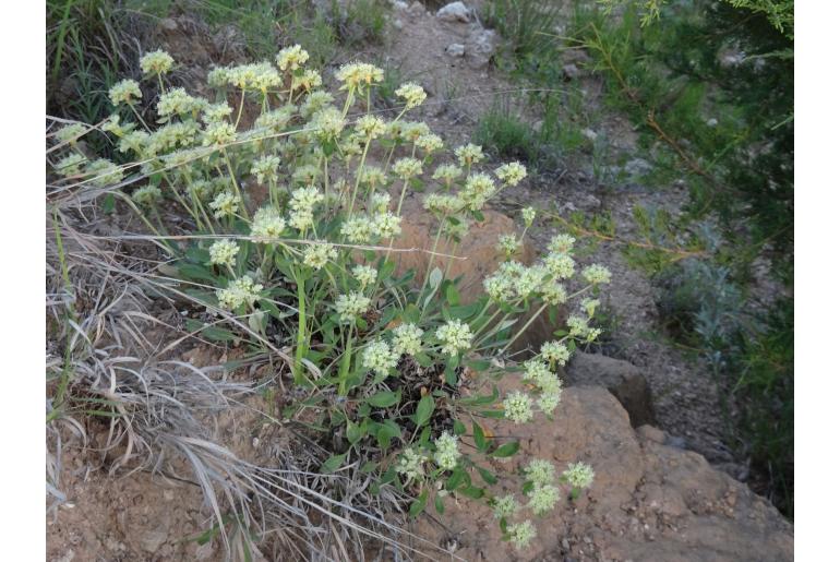 Eriogonum jamesii -20173