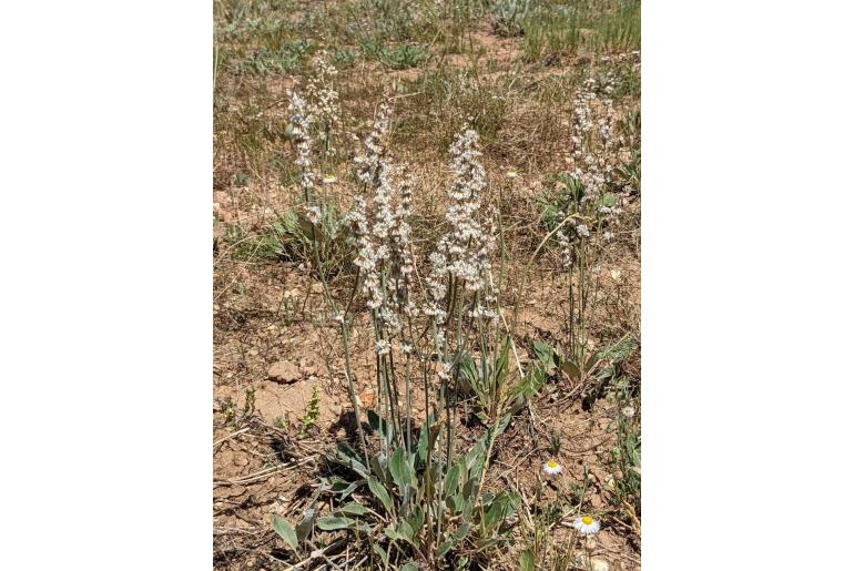 Eriogonum racemosum -20174