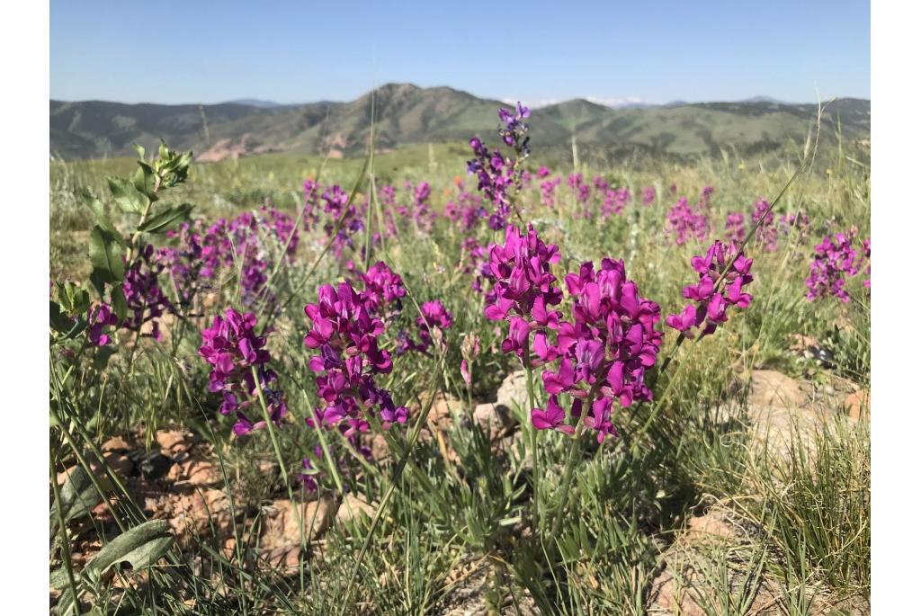 Lambert's oxytropis