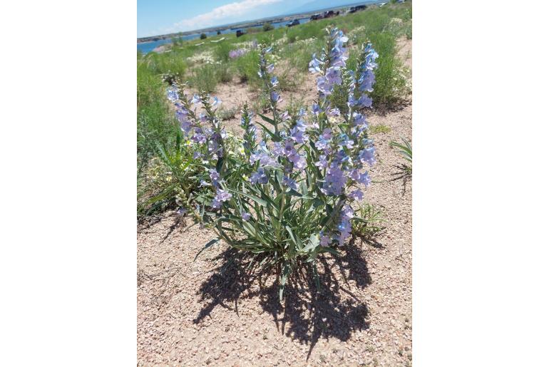 Penstemon angustifolius var angustifolius -20179