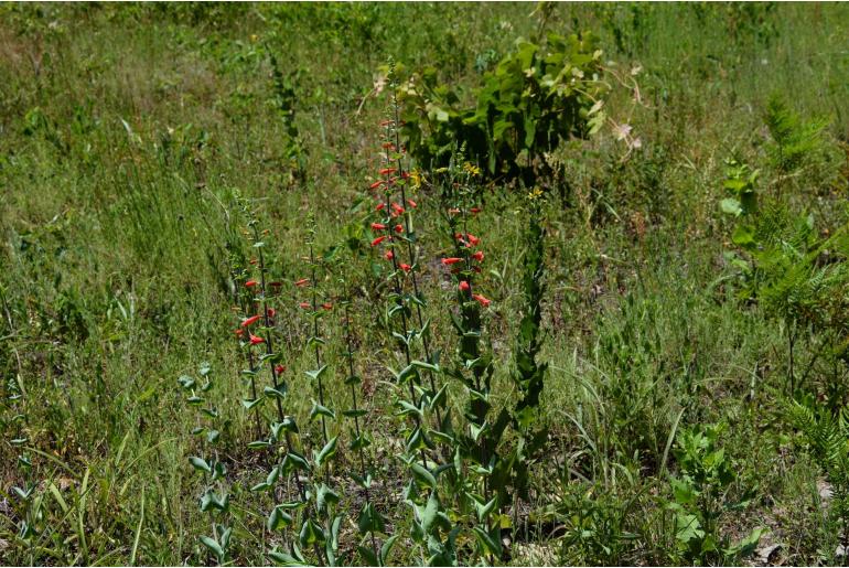 Penstemon murrayanus -20180