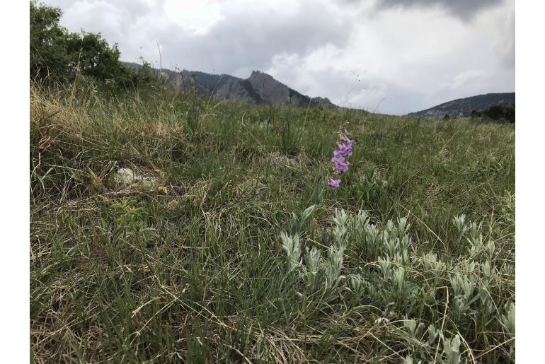 Penstemon secundiflorus -20181