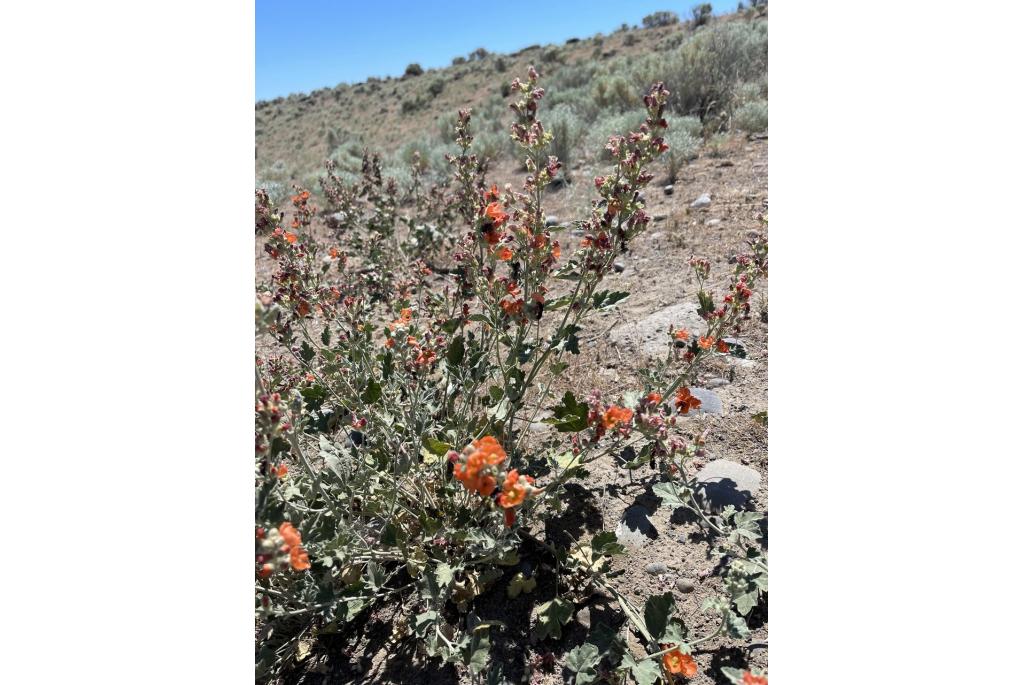 Munro's globemallow