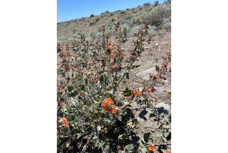 Sphaeralcea munroana -20184