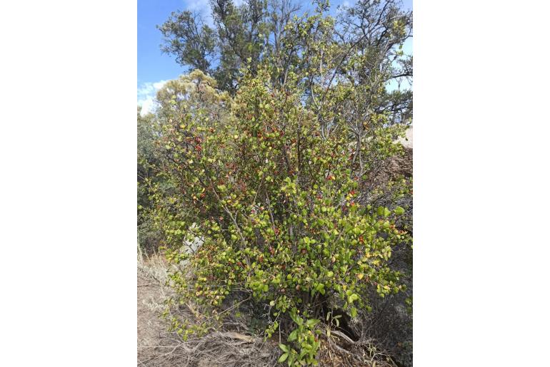 Rhus trilobata var simplicifolia -20185