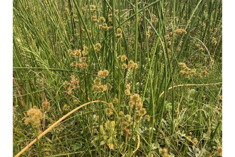 Juncus torreyi -20189