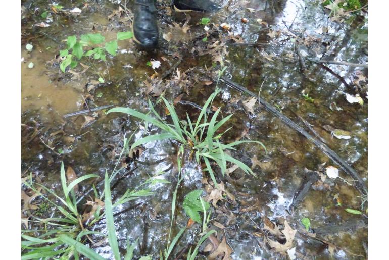 Carex flaccosperma -20192