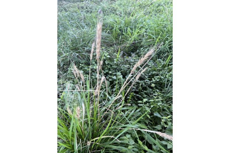 Elymus virginicus -20198