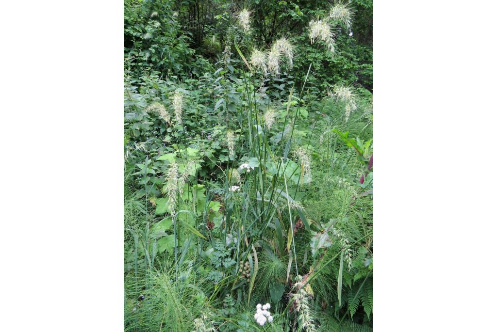 Californische elymus