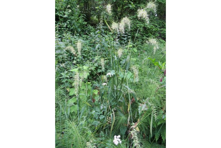 Elymus californicus -20202