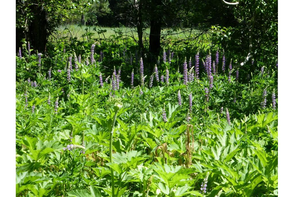 Burke's Lupine