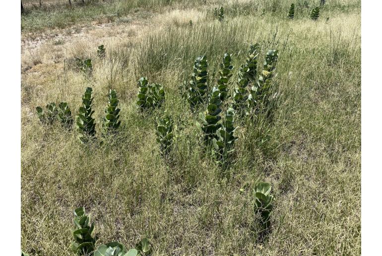 Asclepias latifolia -20208