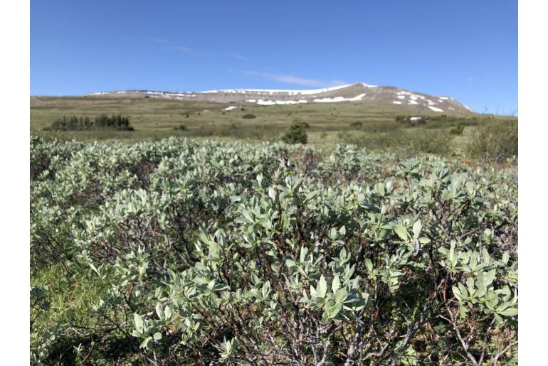 Salix barrattiana -20209