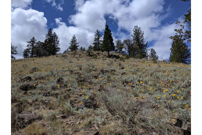 Balsamorhiza lanata -20210