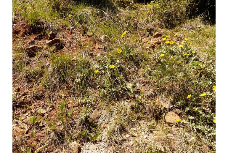 Balsamorhiza sericea -20211