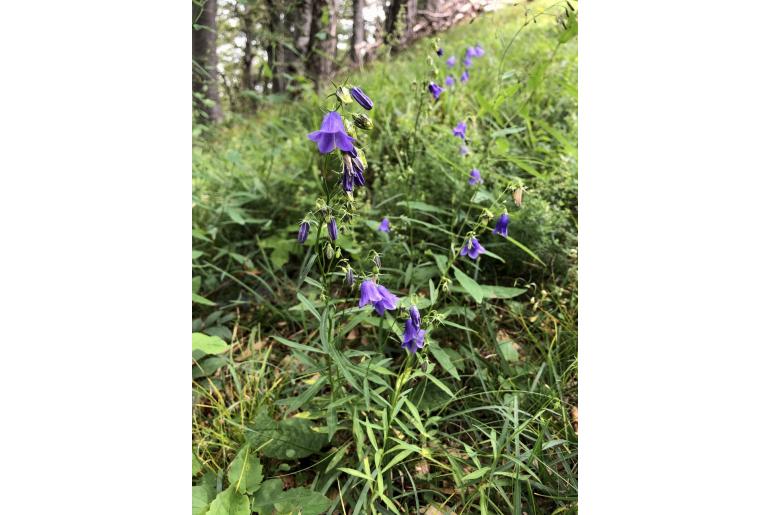 Campanula baumgartenii -20213