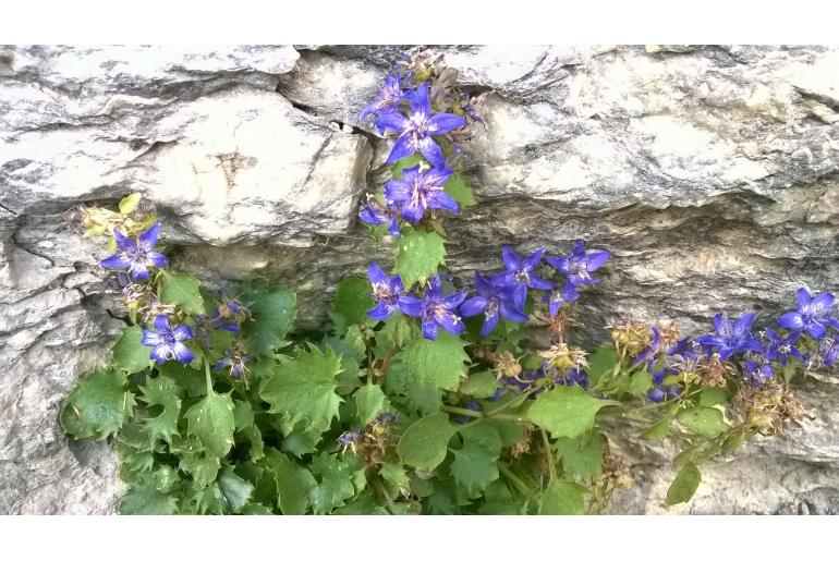 Campanula elatines -20214