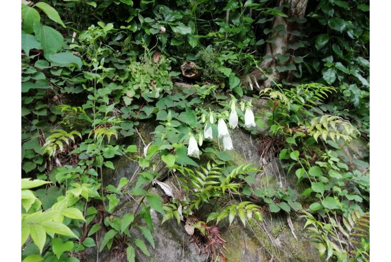 Campanula punctata -20215