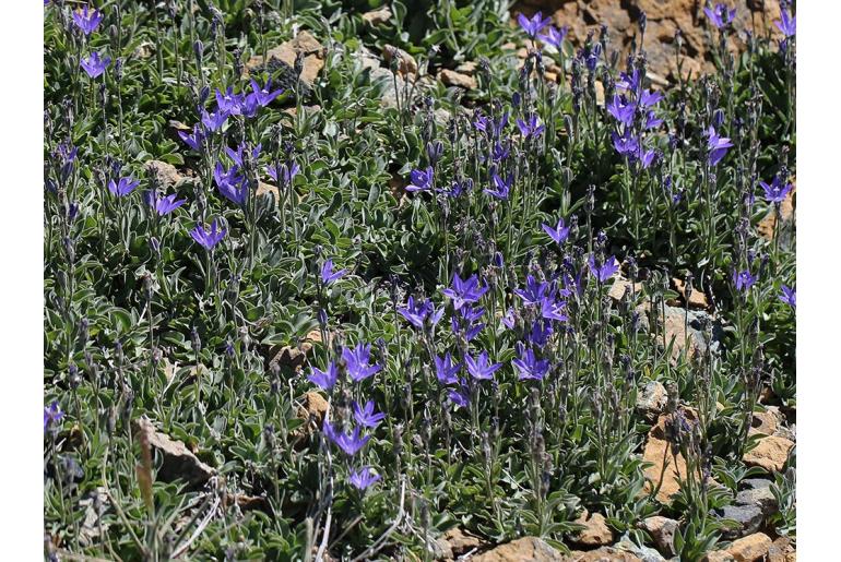 Campanula scabrella -20216