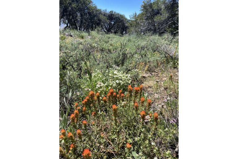 Castilleja applegatei -20217