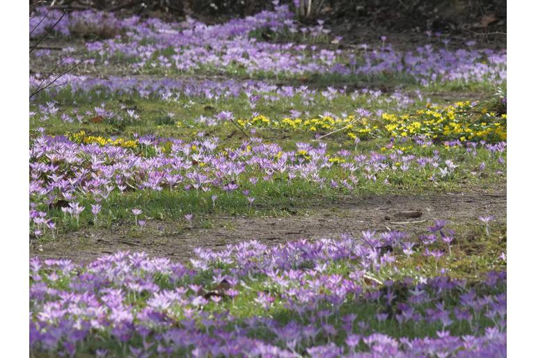 Crocus tommasinianus -20223