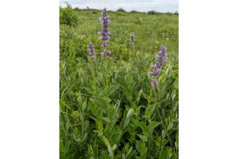 Agastache foeniculum -20225