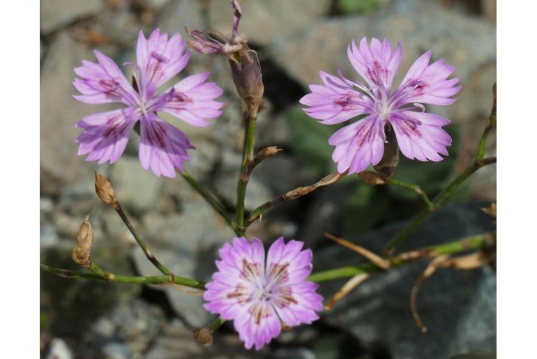 Dianthus strictus ssp troodi -20226