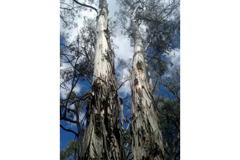 Eucalyptus dalrympleana ssp heptantha -20227