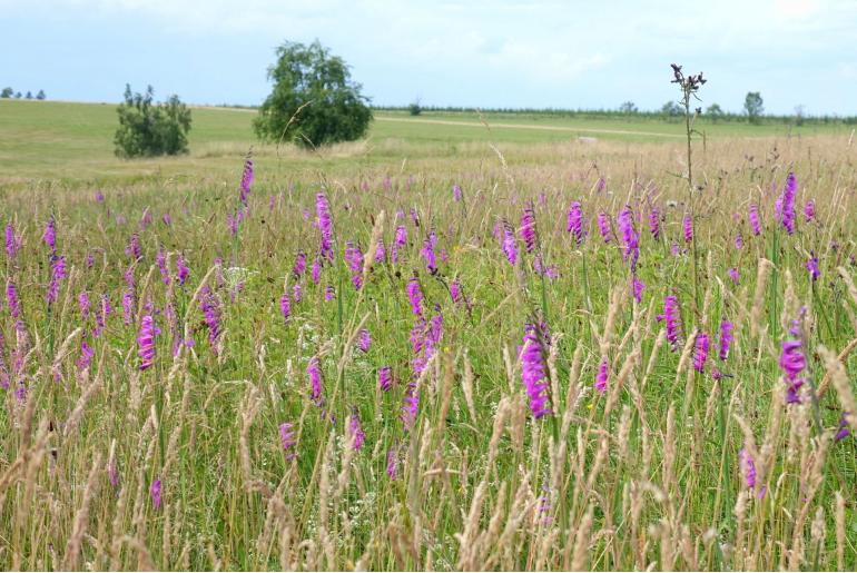 Gladiolus imbricatus -20229