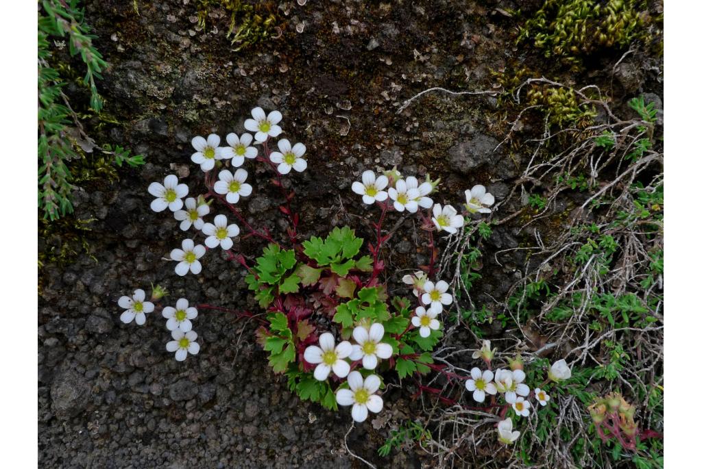 Pickering's Madeira saxifrage