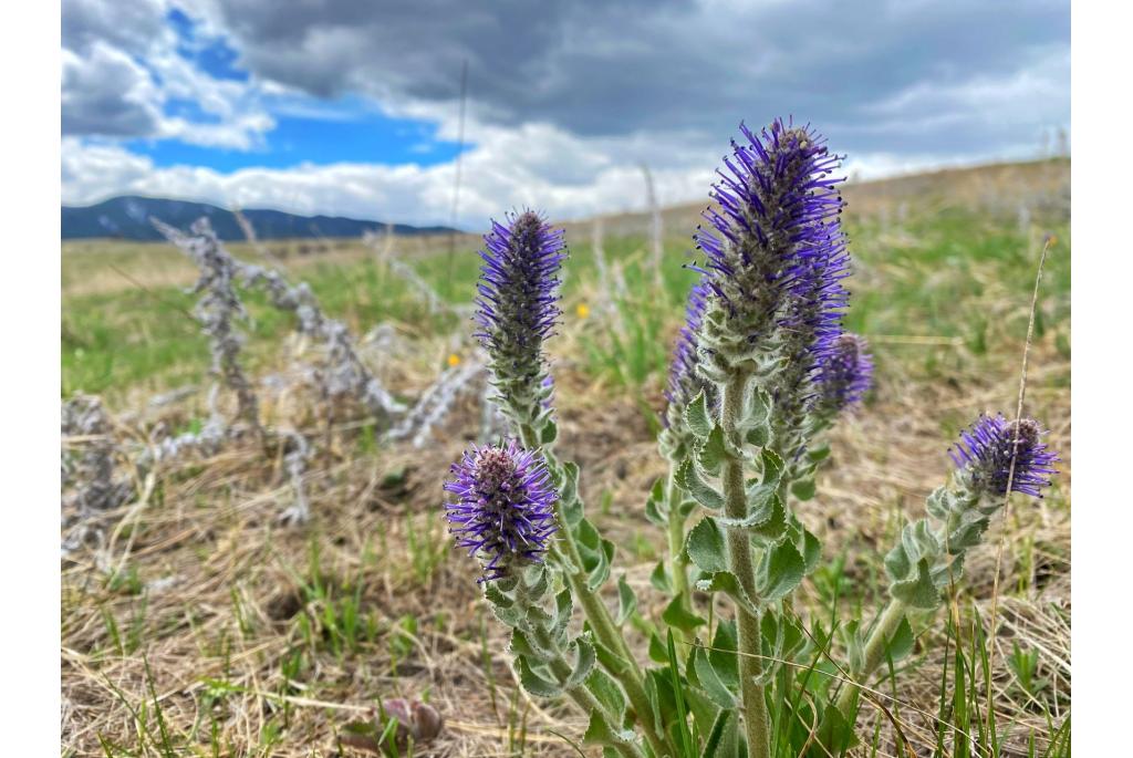 Kattestaarten uit Wyoming