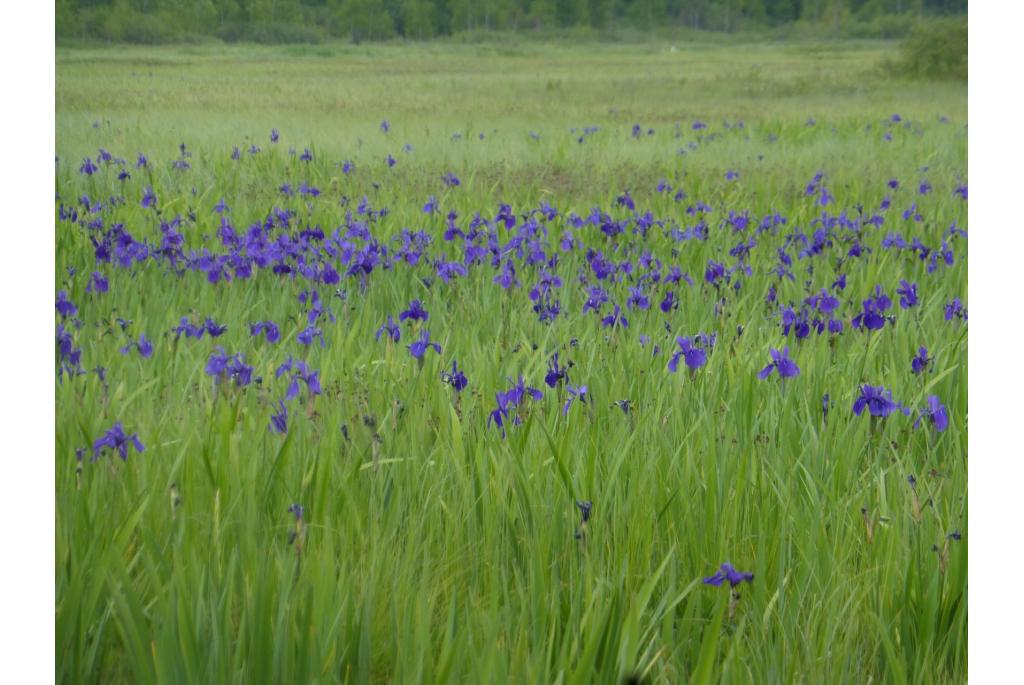 Japanse Iris