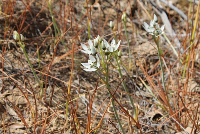 Ornithogalum ceresianum -20244