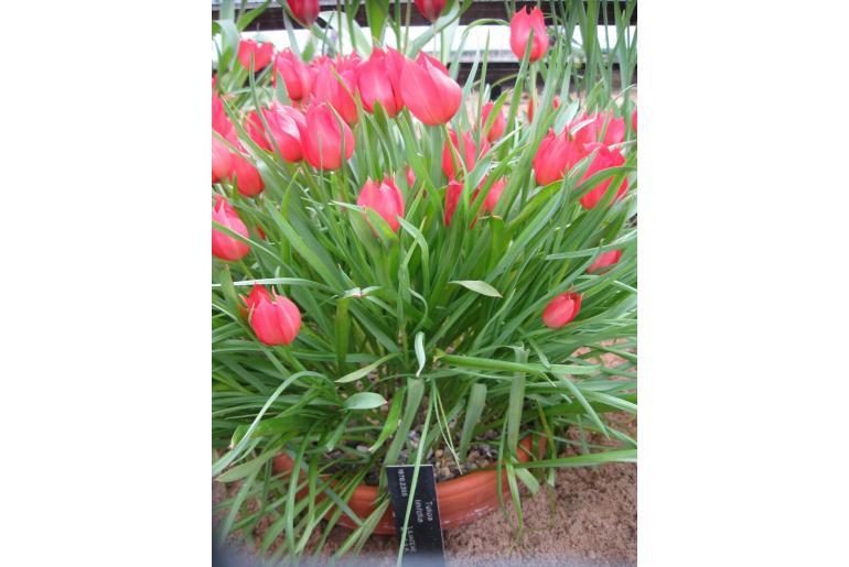 Tulipa linifolia -20248