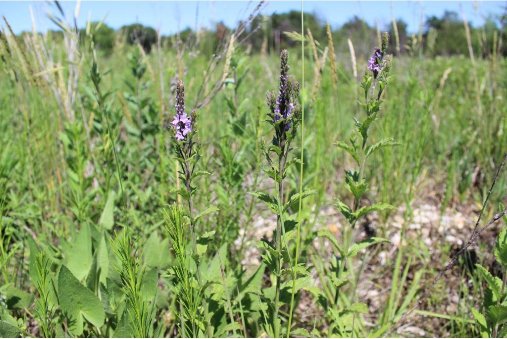 Haarige verbena