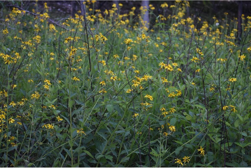 Bladverbena