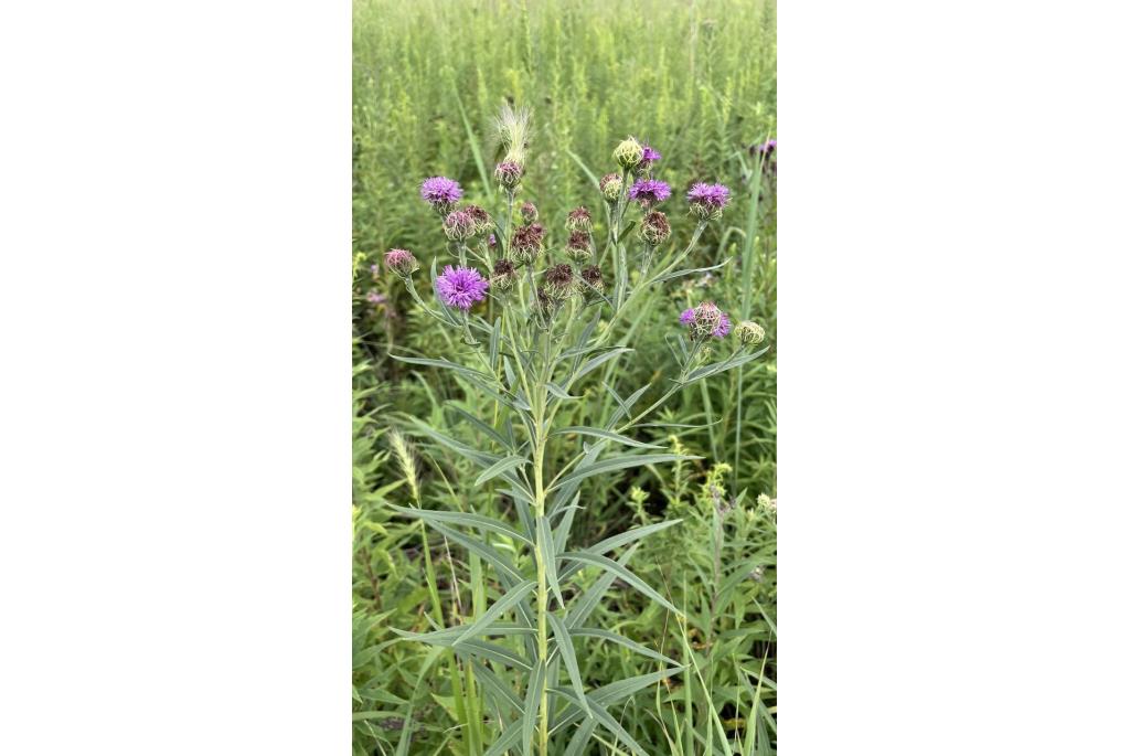 Arkansas vernonia