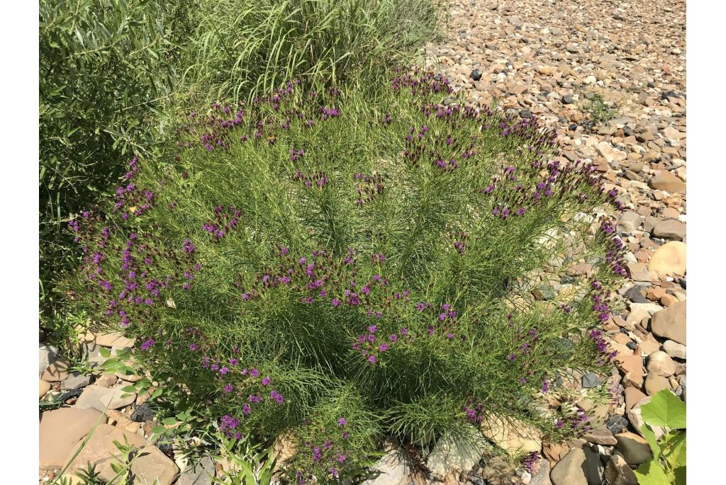 Lettermann's vernonia